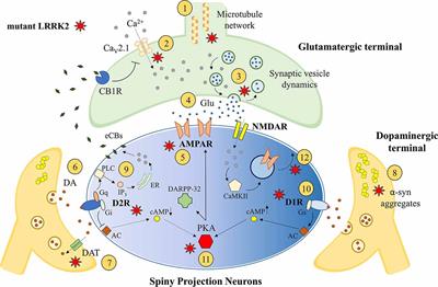 From Synaptic Dysfunction to Neuroprotective Strategies in Genetic Parkinson’s Disease: Lessons From LRRK2